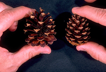 Left lodgepole pinecone, adapted to defend against squirrels, have scales that are separated by a larger distance than the lodgepole pinecones adapted to defend against crossbills (right).