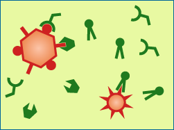 Antibodies (represented here as the smaller green shapes) defend against invaders (larger red shapes) by recognizing and latching on to molecules on the invaders' surfaces