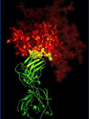 An antibody (shown in green) latches onto a HIV molecule (shown in red) at its site of vulnerability (shown in yellow)