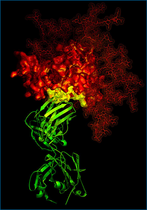 An antibody (shown in green) latches onto a HIV molecule (shown in red) at its site of vulnerability (shown in yellow)