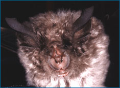 a horseshoe bat.