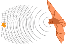 Illustration of a bat using echolocation on a butterfly.