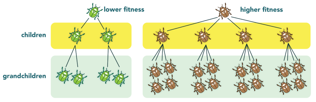 Illustration showing two family trees. To the right is one green parent beetle with lower fitness. It produces two children and four grandchildren. To the left is on brown parent beetle with hgiher fitness. It produces four children and each of the children produces four offspring (for a total of 16 grandchildren).
