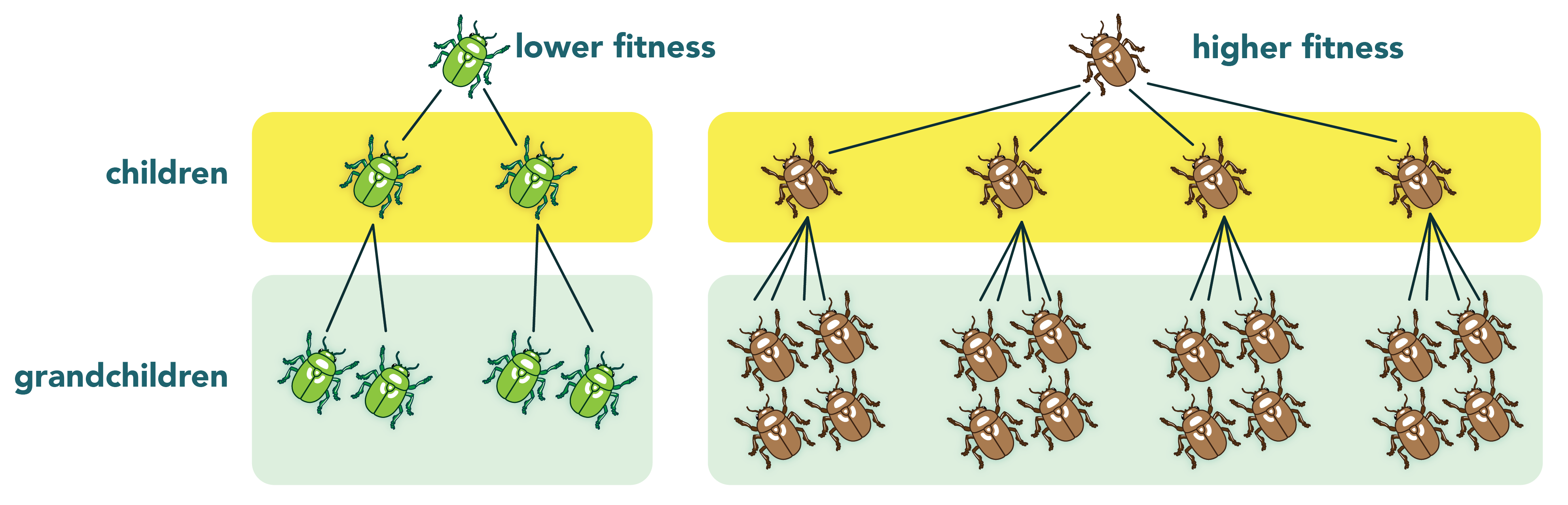 Evolutionary Fitness Understanding Evolution