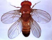 Fruit fly with two pairs of wings instead of one pair.