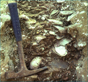 An outcrop of fossil bivalve shells from the Miocene.