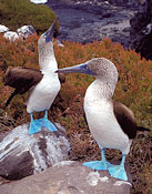 A pair of boobies with blue beaks and feet.