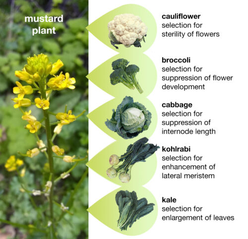 Shows varius cultivated crops which were artificially selected for from wild mustard. To the left is a wild mustard plant. To the right is cauliflower (selected for sterility of flowers), broccoli (selected for suppression of flower development), cabbage (selected for suppression of internode length), kohlrabi (selected for enhancement of lateral meristem), and kale (selected for enlargement of leaves).