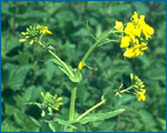 photo of a yellow mustard flower.