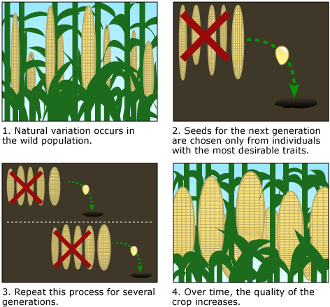 Illustration detailing steps of artificial selection in corn.