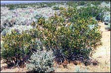 A creosote bush