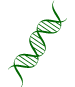 Green drawing of DNA helix. 