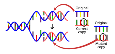 Illustration of two strands of DNA replication in which the top strand has a correct copy and the bottom strand has a mutant copy.