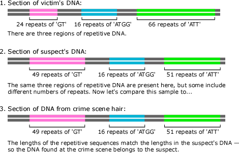 Shows three pieces of DNA. First is a section of victim's DNA with three repetitive regions of DNA (24 repeats of 'GT,' 16 repeats of 'ATGG,' and 66 repeats of 'ATT'). Second is a section of the suspect's DNA with the same three regions of repetitive DNA, though they include different number of repeats (49 repeats of 'GT,' 16 repeats of 'ATGG,' and 51 repeats of 'ATT'). Third is a section of DNA from crime scene hair that matches exactly the section of suspect's DNA. 