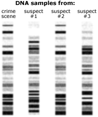 dna fingerprinting crime scene