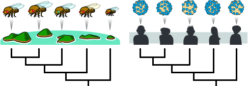 On the left is an illustration of several islands, each showing different types of fruit flies. On the right is a series of people, each one attributed to a different HIV lineage.