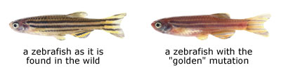 Left, wild zebrafish. Right, golden zebrafish.