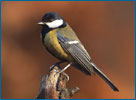 A great tit stands on a tree stump.
