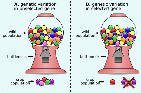 Illustration of two gumball machines. The one on the left (Scenario A) represents genetic variation in an unselected gene. The one on the right (Scenario B) show genetic variation in a selected gene.