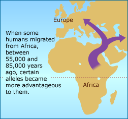 Map of Europe and Africa, showing migration of humans. States "when some humans migrated from Africa, between 55,000 and 85,000 years ago, certain alleles became more advantageous to them."