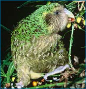 A kakapo. A bird that has bright green head feathers and tan belly feathers.