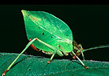 A side-facing image of a katydid, which looks like a leaf with six legs and antennae.