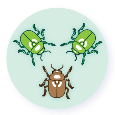 Two large green beetles and one brown beetle.