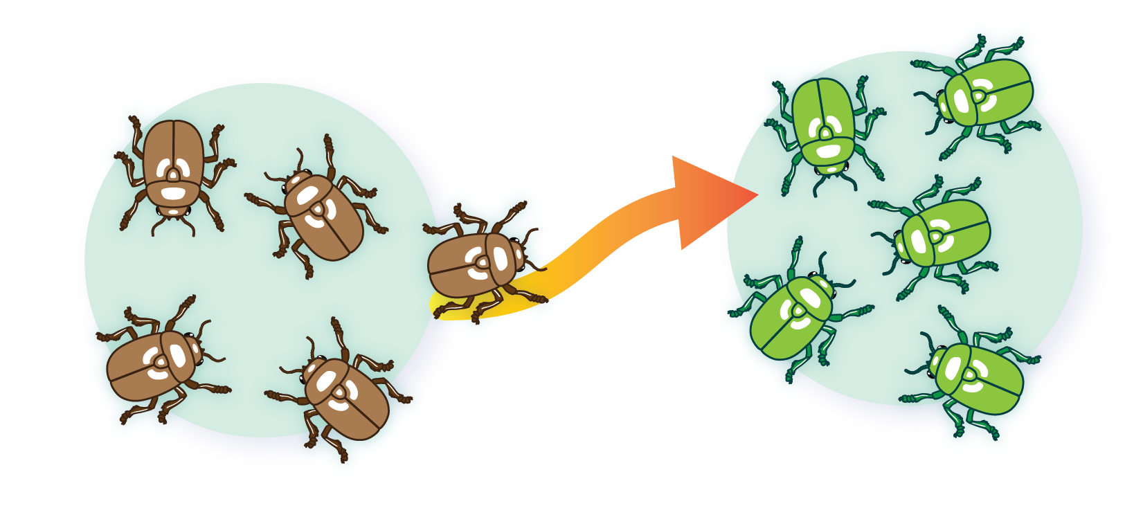 Two distinct populations of beetles separated by an arrow pointing to the right. Brown beetles are to the left, green beetles are to the right. One of the five brown beetles is moving over the arrow to the population of five green beetles.