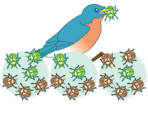 A three "step" illustration. The first "step" (left) shows a population of three green and three brown beetles. The second "step" (middle) shows a bird eating one of the green beetles in the population. The third "step" (right) shows a population of one green and five brown beetles.