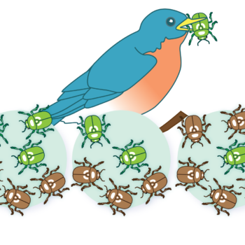 A three "step" illustration. The first "step" (left) shows a population of three green and three brown beetles. The second "step" (middle) shows a bird eating one of the green beetles in the population. The third "step" (right) shows a population of one green and five brown beetles.