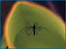 a mosquito sitting on a leaf.