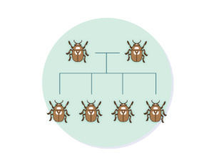 Family tree of brown beetles, showing two parents and four offspring.