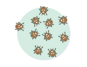 A population of 10 brown beetles.