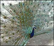 A male peacock with its tail feathers displayed. 