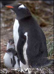 A penguin and its two offspring.