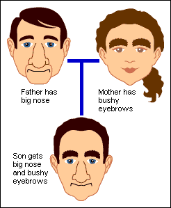 Immediate family tree of two people and their child. On the upper left is the father, who has a big nose. On the upper right is the mother, who has bushy eyebrows. Below them, in the center, is their son, who has both a big nose and bushy eyebrows.
