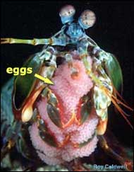 A stomatopod (or mantis shrimp) with thousands of small, light pink eggs.