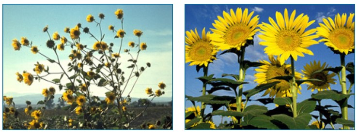 Wild sunflowers (left) and domestic sunflowers (right). The wild sunflowers are much smaller and branch out more than the domesticated sunflowers.