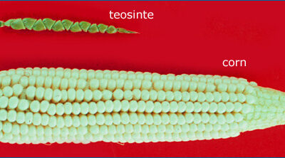 A "cob" of teosinte alongside a cob of modern corn. Teosinte is significantly smaller than the corn.