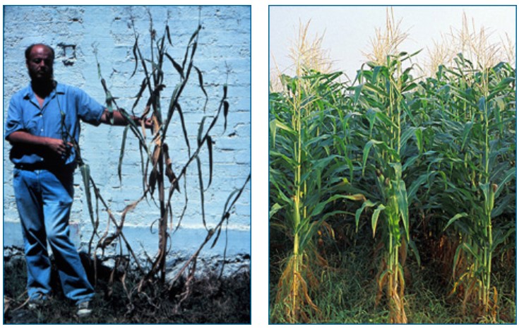 Teosinte plant (left) and corn plants (right). A man stands next to the single teosinte plant, which looks very similar to the corn plant.