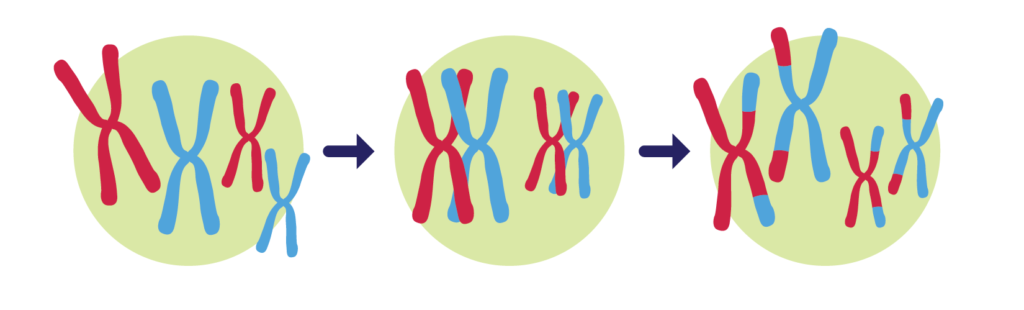 A cell undergoing chromosomal recombination during meiosis.