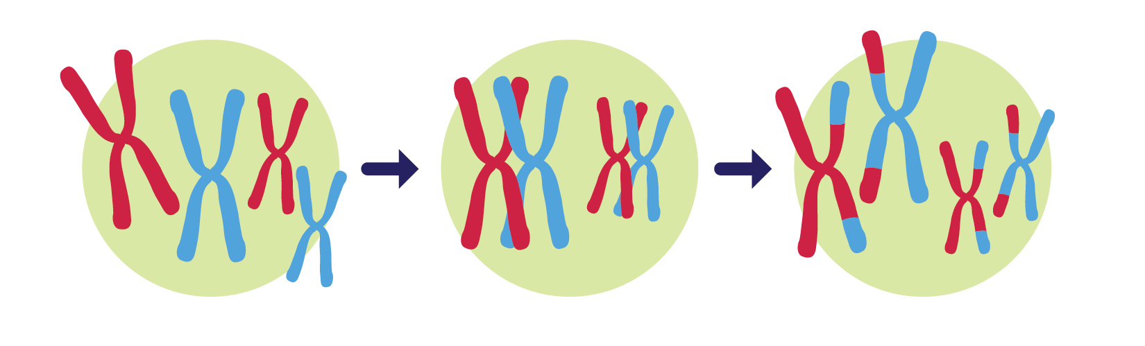 Which Are Two Primary Sources Of Genetic Variation