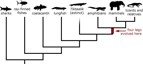 Tiktaalik phylogeny. Shows that four legs evolved from the common ancestor of amphibians and mammals/lizards & relatives.