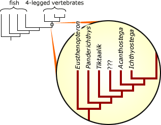 Phylogeny showing common ancestor of fish and 4-legged vertebrates. The branching off point of 4-legged vertebrates is magnified to show the previous Tiktaalik phylogeny with an addition unknown common ancestor between Tiktaalik and Acanthostega.