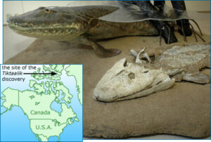 A reconstruction of Tiktaalik alongside a cast of its fossil, and a map showing where the fossil was found, on Ellesmere Island, Nunavut, Canada.