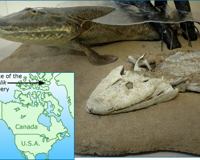 A reconstruction of Tiktaalik alongside a cast of its fossil, and a map showing where the fossil was found, on Ellesmere Island, Nunavut, Canada.