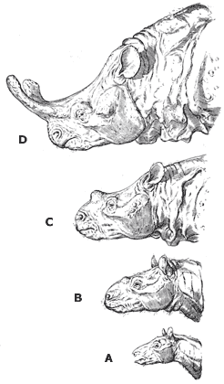 Titanothere reconstructions from about 55 million years ago (A) to 35 million years ago (D). From top to bottom is D, C, B, and A. A is smaller than B is smaller than C is smaller than D. D has two large horns extending from its snout, C has one small horn located between the nose and the eyes, B has a small horn-like protrusion below the center of the eyes, and A has no horns at all. D has a very thick neck (bigger than its head) and a lot of excess skin. Neck size gets progressively smaller from D to A, with A having a defined neck and no excess skin.