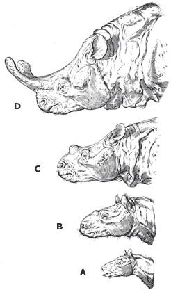 animal evolution examples