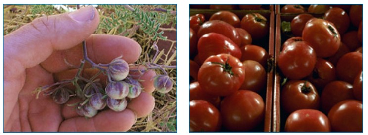 Wild tomatoes (left) and domestic tomatoes (right). Wild tomatoes are smaller and most white in color, with some purple where they are connected to the stems.