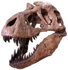 Photo of a T-rex skull.